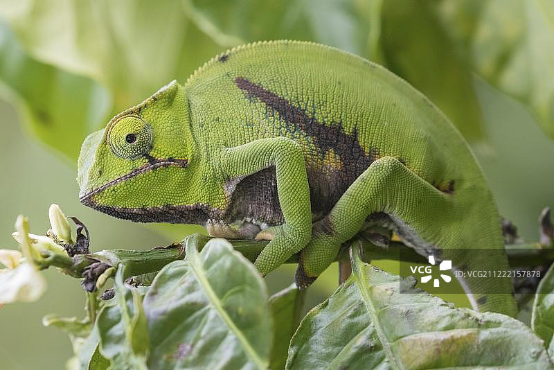 帕森氏变色龙在树上，安达斯ibe-mantadia国家公园，马达加斯加，非洲图片素材