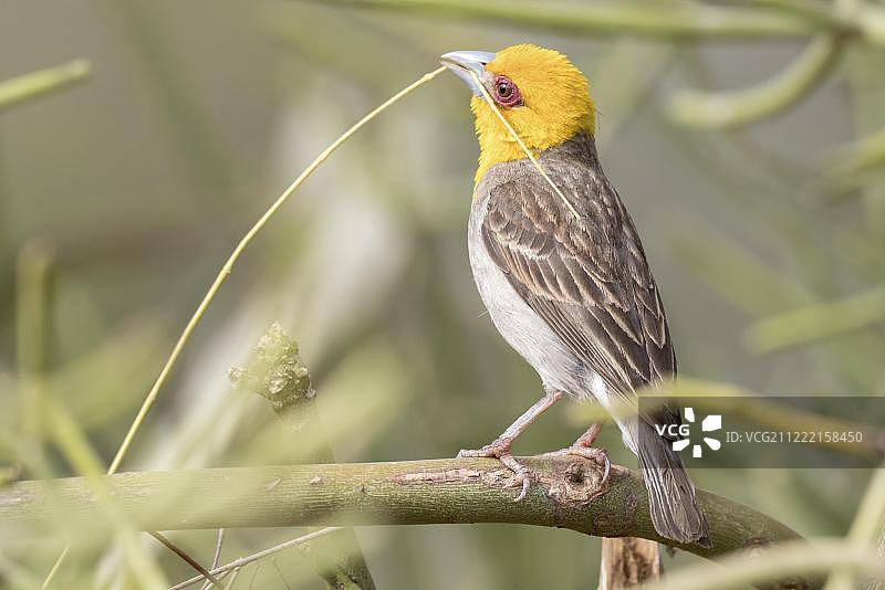 雄性萨卡拉瓦织布鸟收集筑巢材料，马达加斯加贝伦蒂私人保护区图片素材