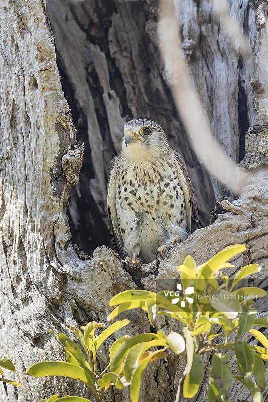 马岛红隼（Falco newtoni），树洞中，贝伦蒂私人保护区，马达加斯加图片素材
