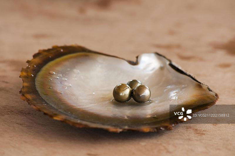 斐济牡蛎壳上的珍珠图片素材
