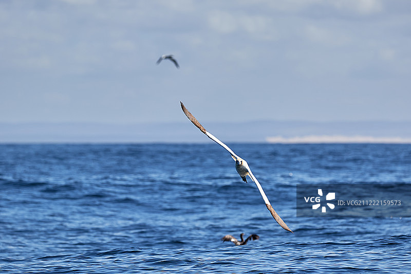 飞翔的岬塘鹅图片素材