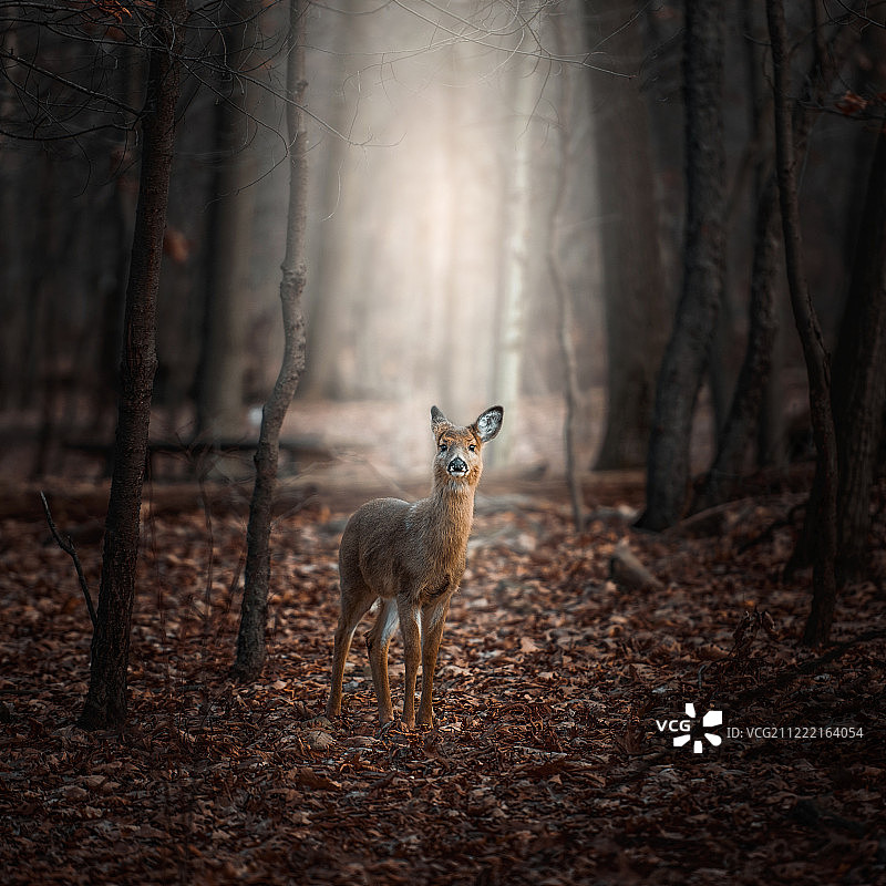 森林居民图片素材