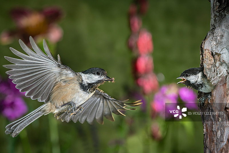山雀喂雏鸟图片素材