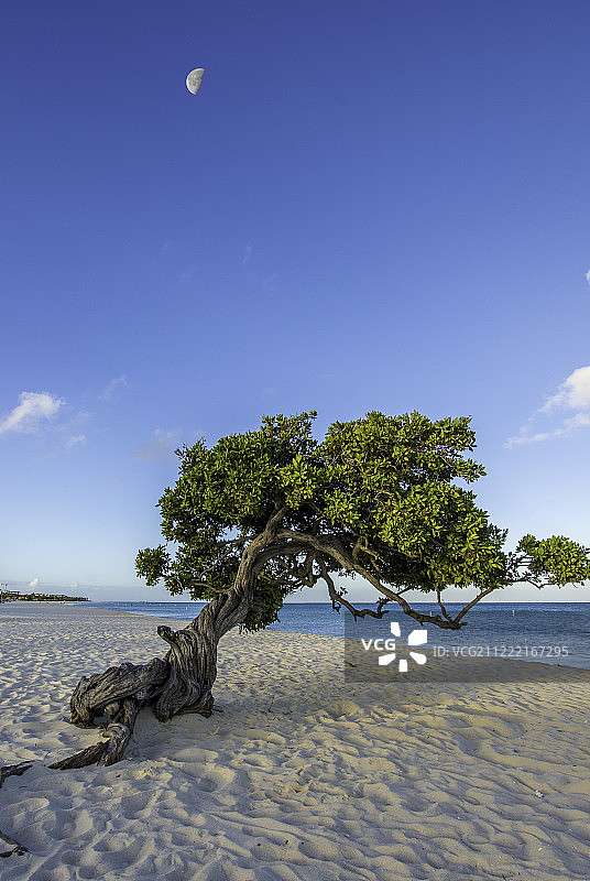 日出时分的树图片素材