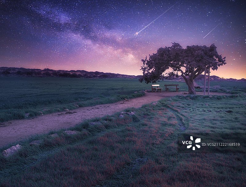 情侣树图片素材