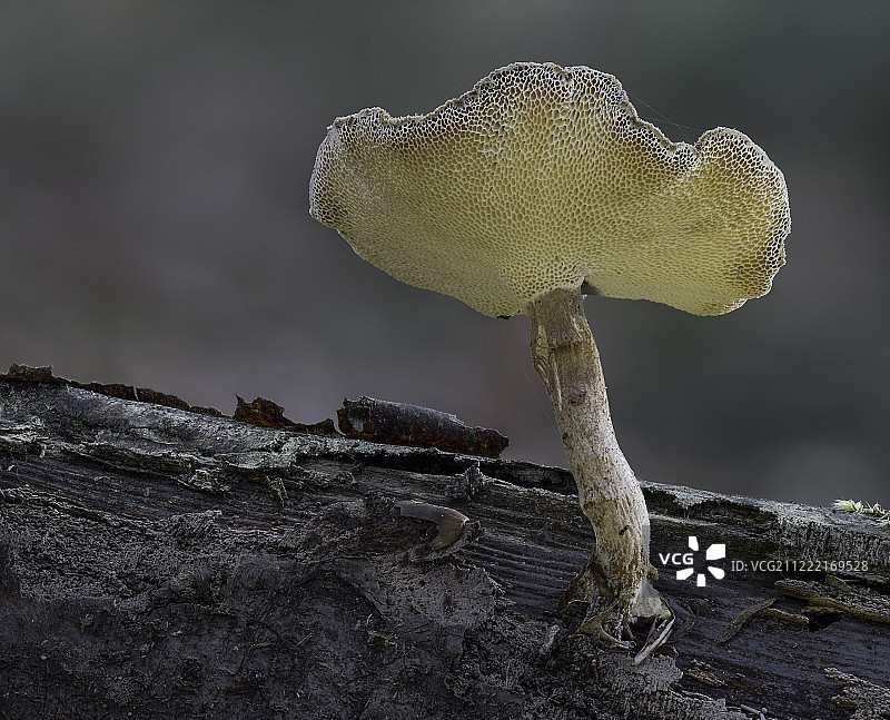 小孔菌图片素材