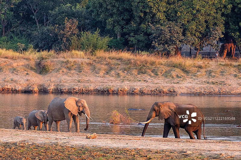 在卢安瓜河岸边相遇的大象图片素材