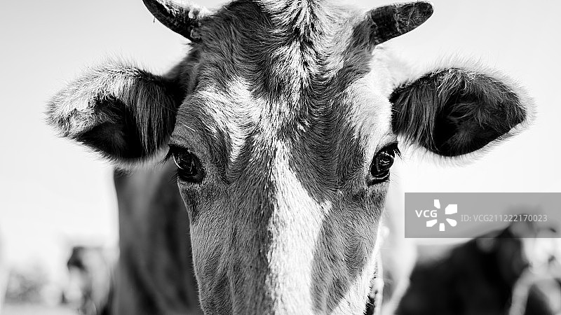 是清白的图片素材