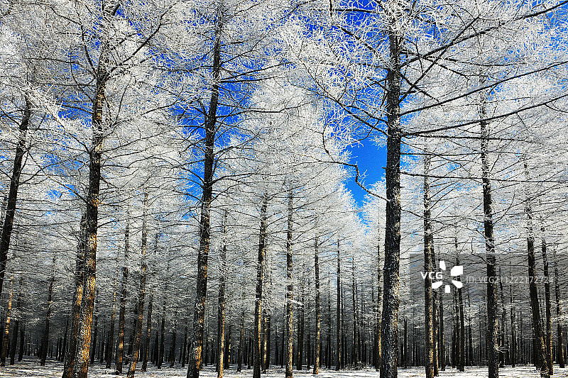 河北塞罕坝林场冬景图片素材