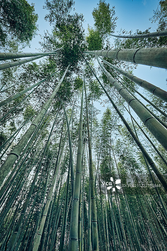 竹林仰视角度图片素材