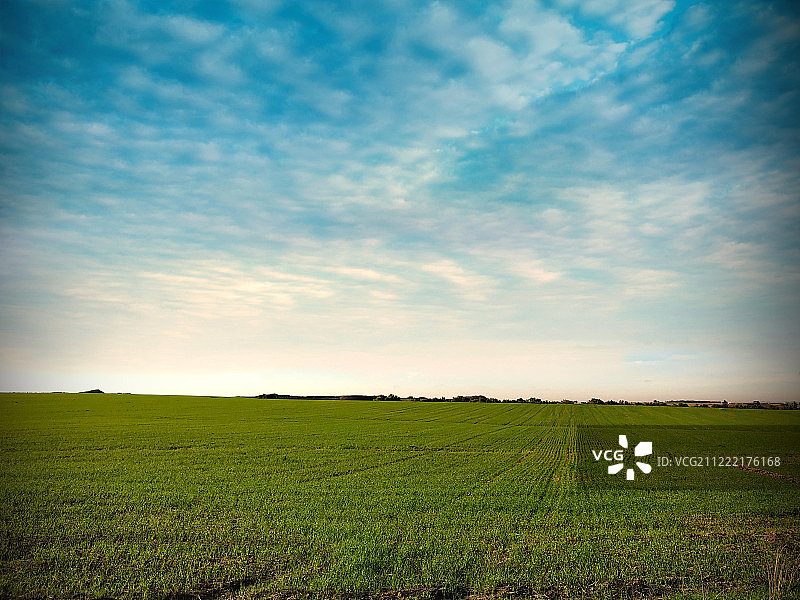 以色列纳哈尔奥兹的新绿麦田图片素材