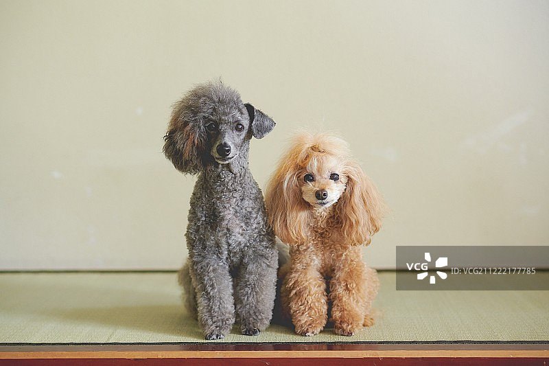 日式传统酒店里的狗狗们图片素材