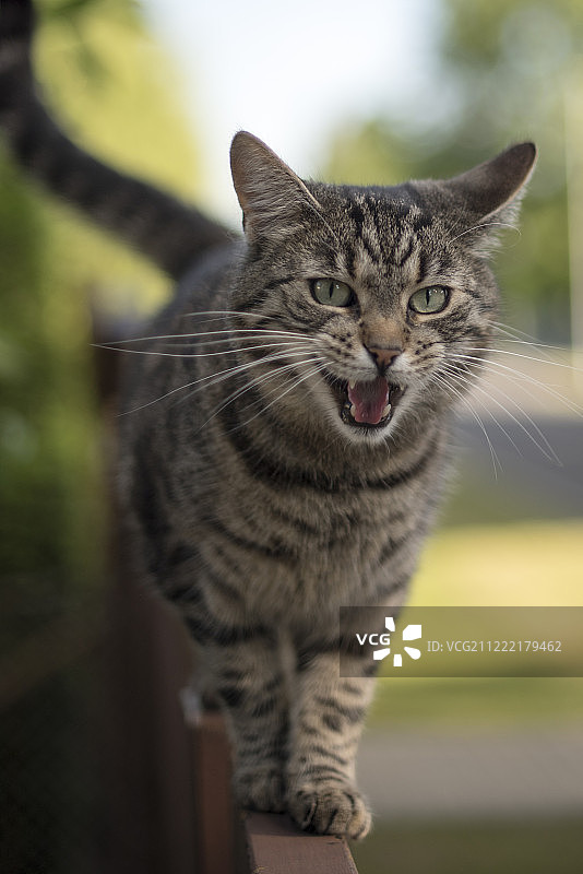 猫咪走秀图片素材