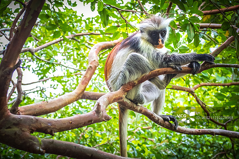 红疣猴图片素材