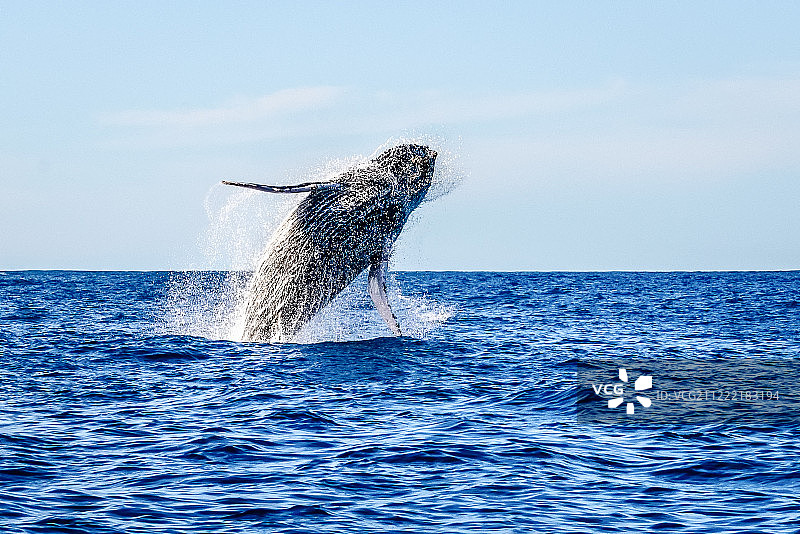下加利福尼亚半岛的灰鲸图片素材