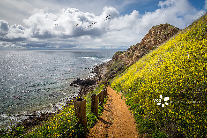 鹈鹕湾超级绽放图片素材