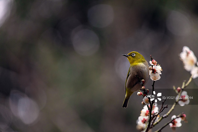 日本东京的白眼鸟与白色梅花图片素材