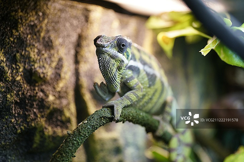 变色龙图片素材