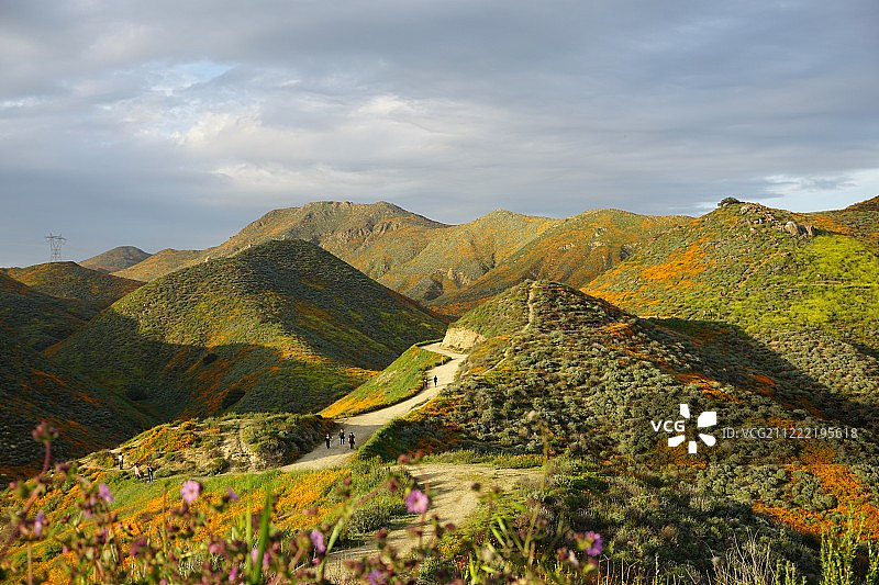 加州野花盛开图片素材