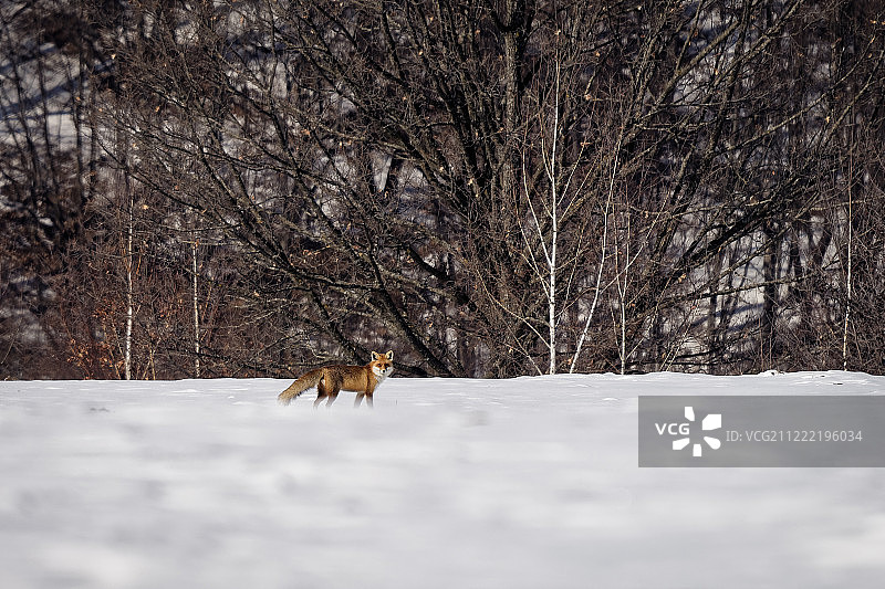 雪地里的赤狐图片素材