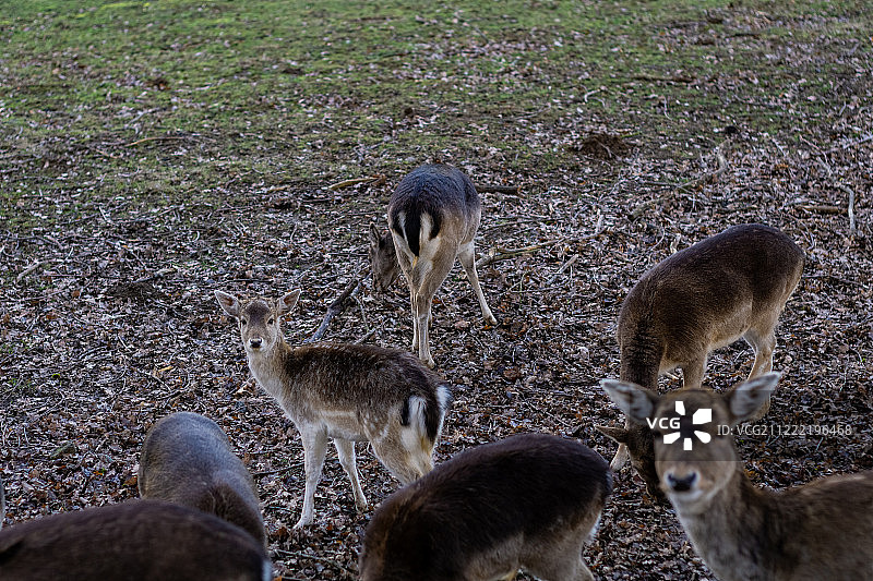你在看我吗？图片素材
