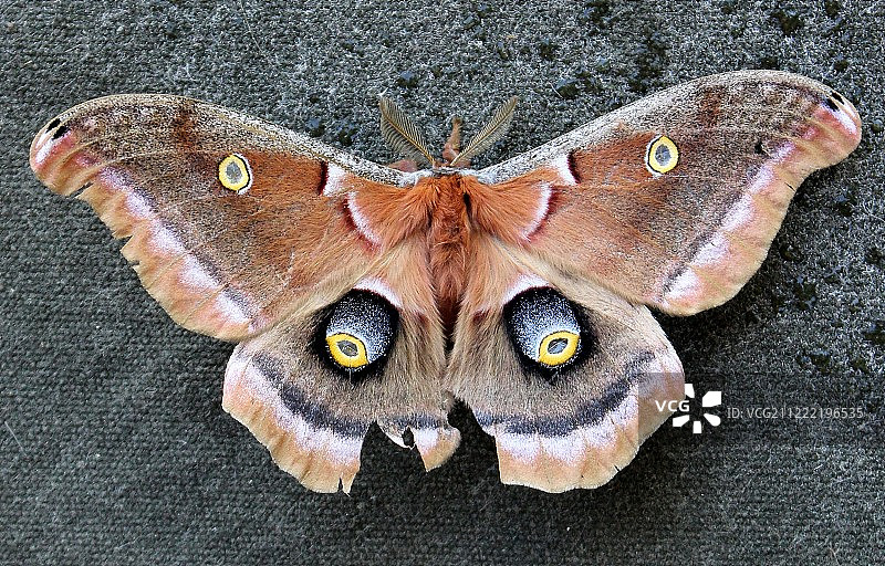 北美大蚕蛾图片素材