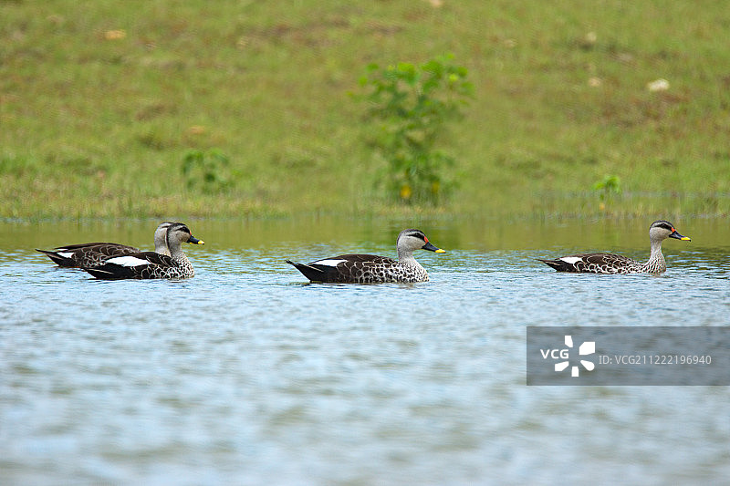 斑嘴鸭图片素材