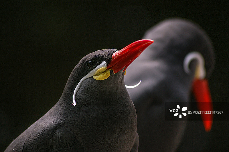 黑色背景上的印加燕鸥图片素材