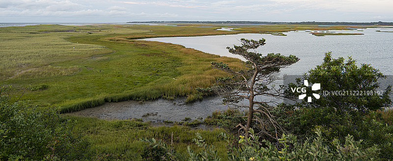 沼泽中的树图片素材