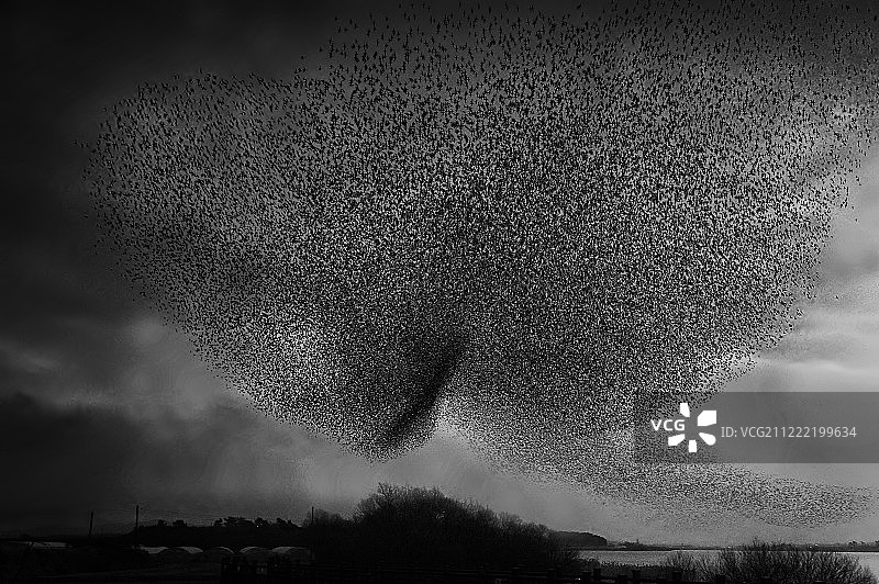 舞动的鸟图片素材