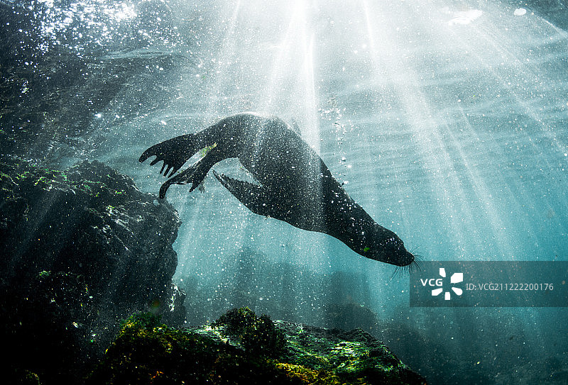 阳光下的海狮图片素材