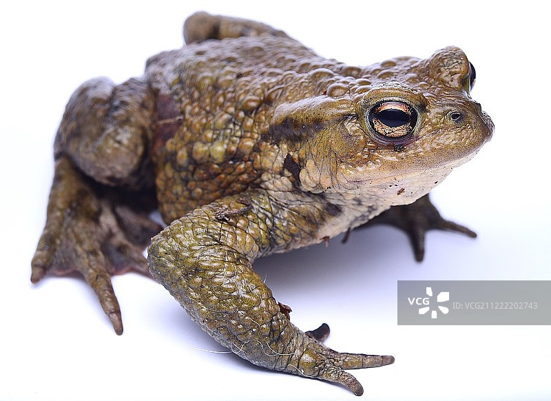 白色背景下的蟾蜍照片图片素材