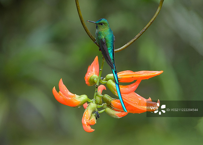近距离拍摄的长尾蜂鸟图片素材