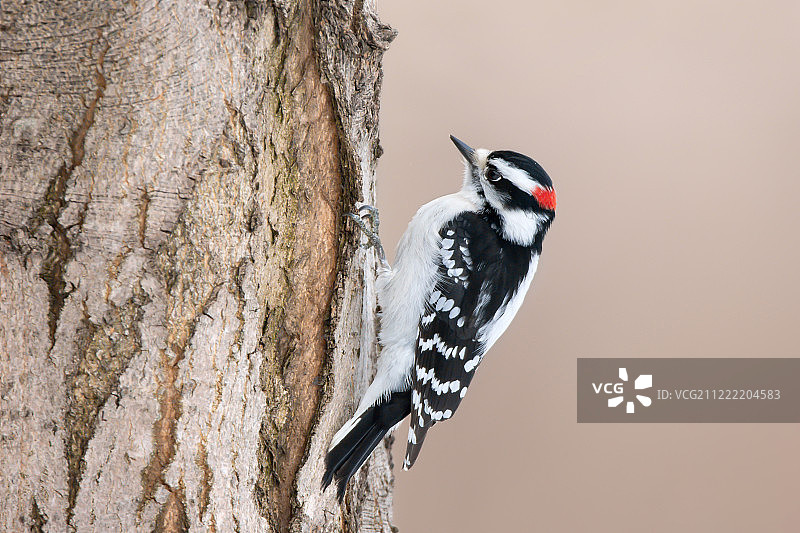 绒毛啄木鸟在树干上的特写图片素材