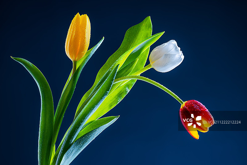 蓝色背景上的彩色郁金香花束图片素材