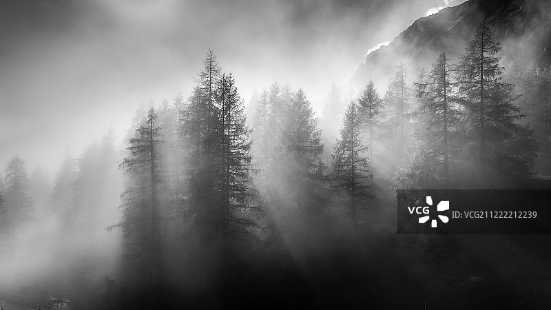 落叶松 Viii图片素材