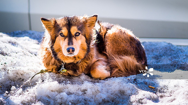 叼着烟头的狗图片素材