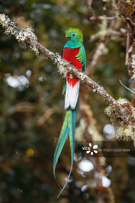 格查尔图片素材