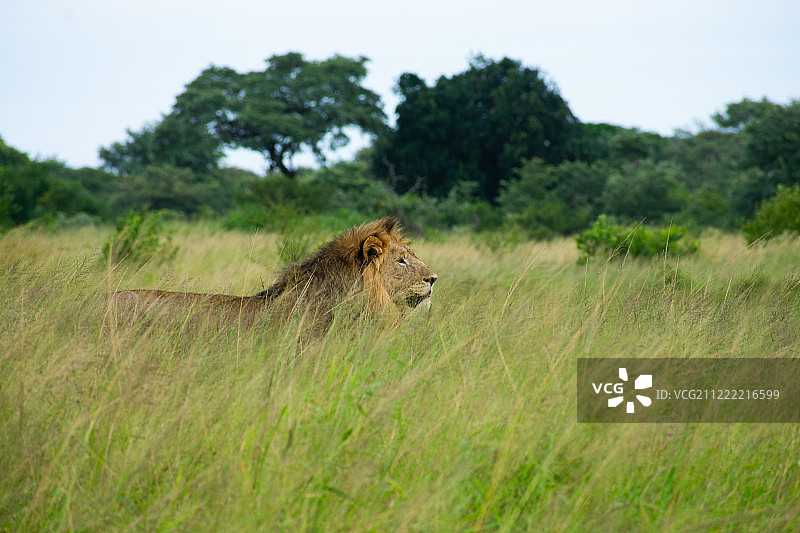 长草中的死亡图片素材