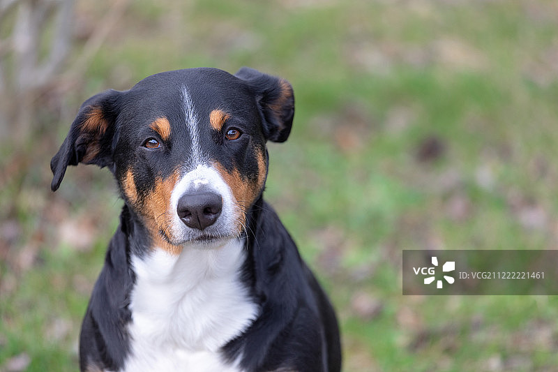 阿彭策尔的特写图片素材