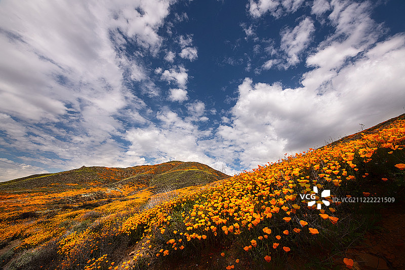 加州罂粟图片素材