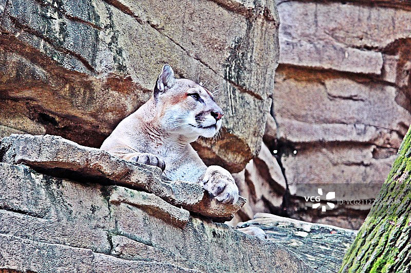 休斯顿动物园美洲狮特写图片素材