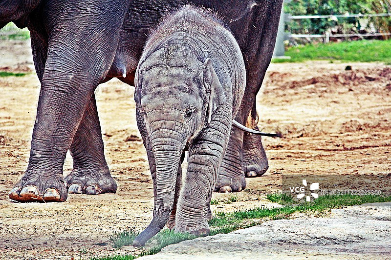 休斯顿动物园里两只大象的特写图片素材