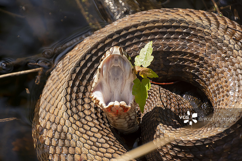 棉口蛇图片素材