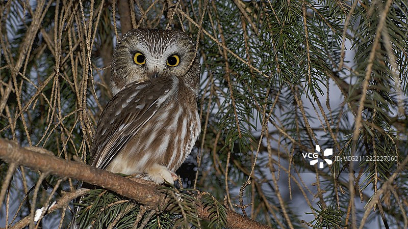 角鸮肖像图片素材