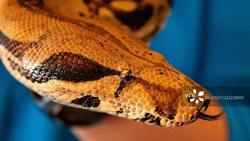蛇的特写图片素材