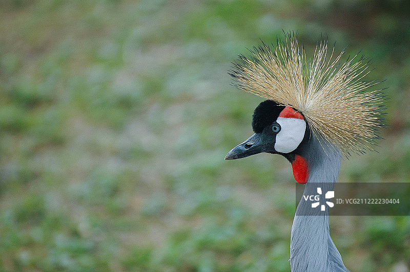 时尚的鹤图片素材