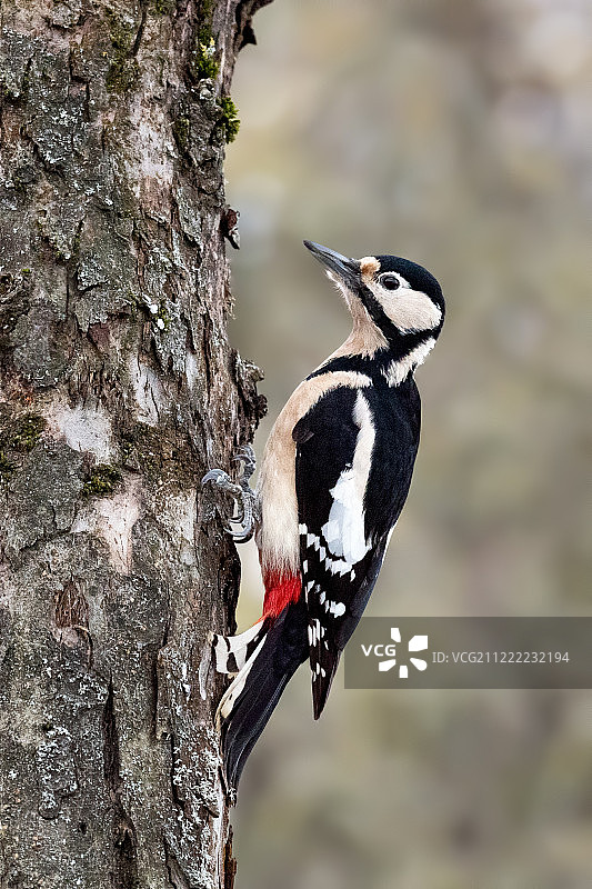 栖息在树上的啄木鸟图片素材