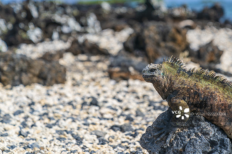 岩石上的鬣蜥特写图片素材