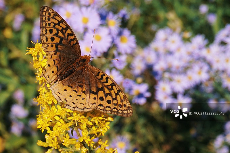 大斑点贝母蝴蝶图片素材